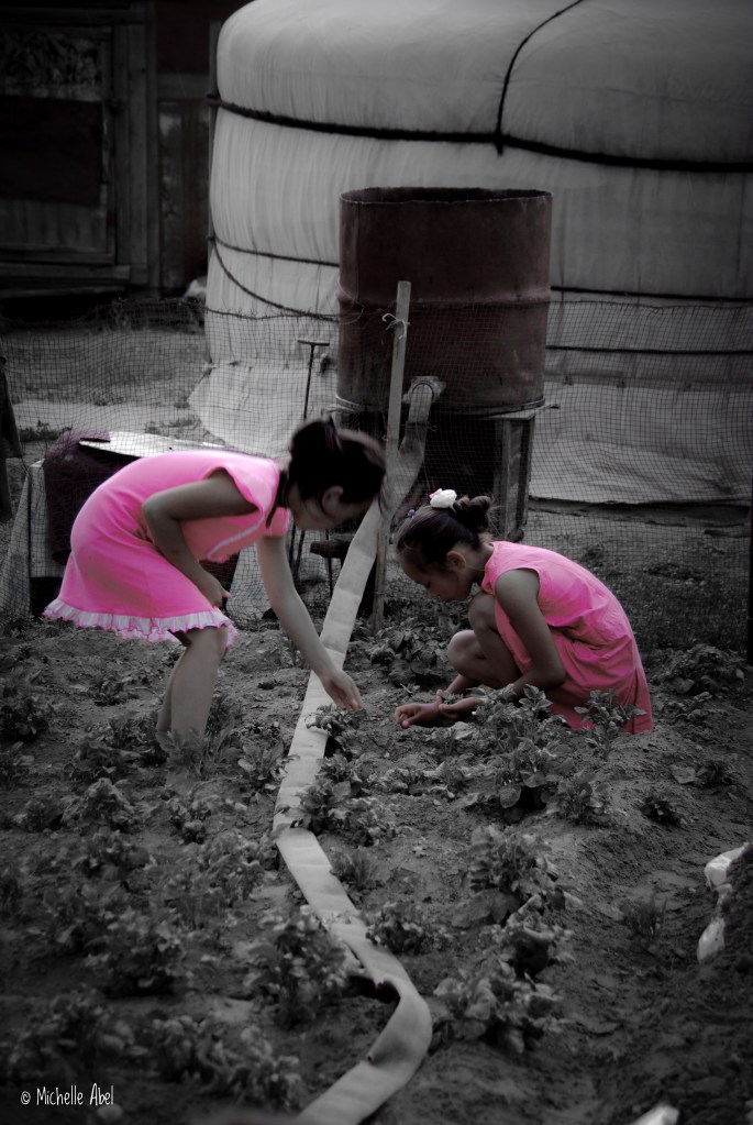 Mongolia garden (1 of 1)